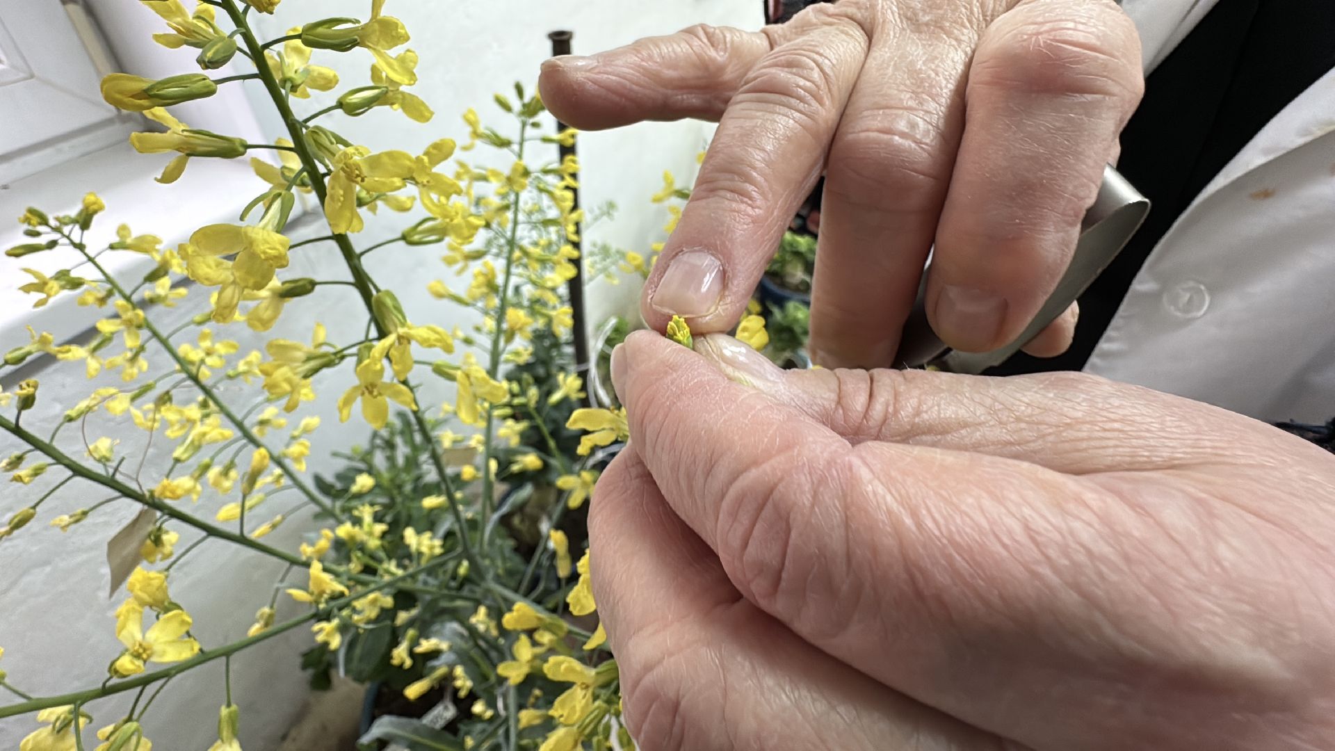 Женщины в науке, Федеральный научный центр овощеводства, Одинцово, Наука, вертикалки,