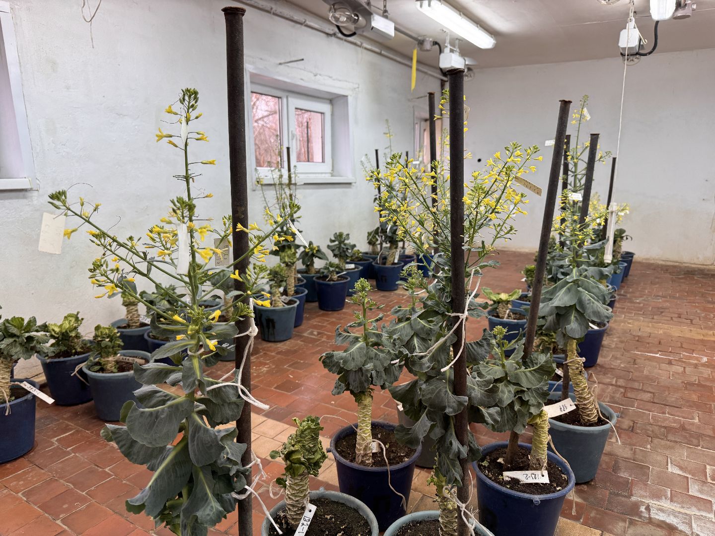 Женщины в науке, Федеральный научный центр овощеводства, Одинцово, Наука, вертикалки,