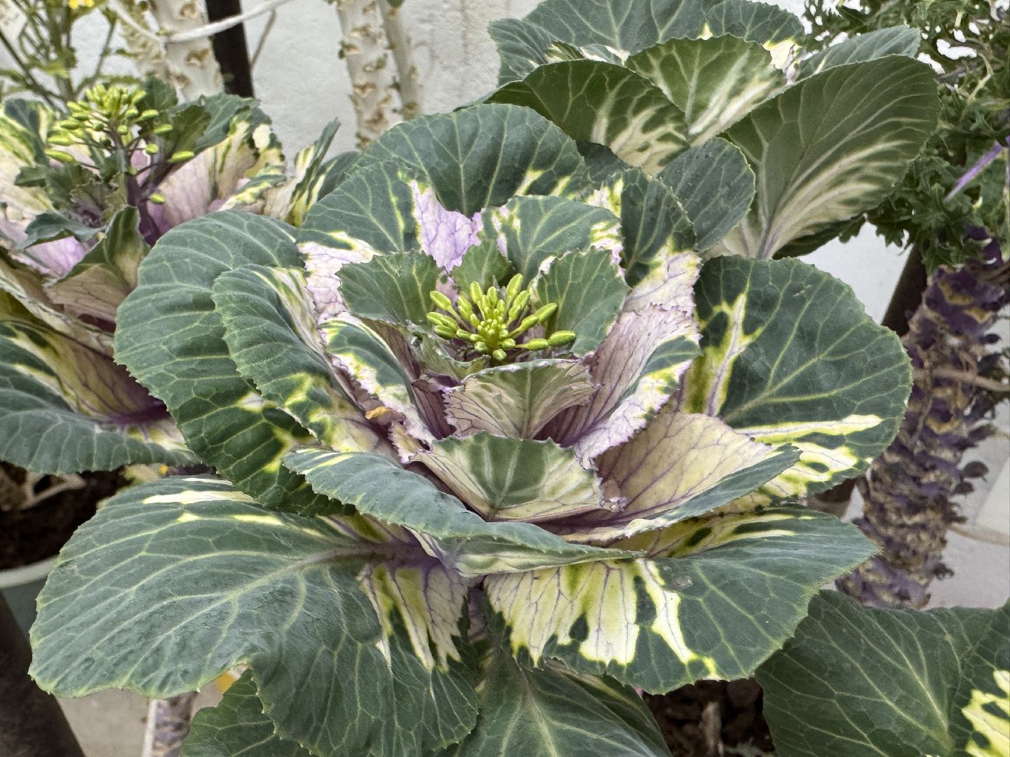 Женщины в науке, Федеральный научный центр овощеводства, Одинцово, Наука, вертикалки,