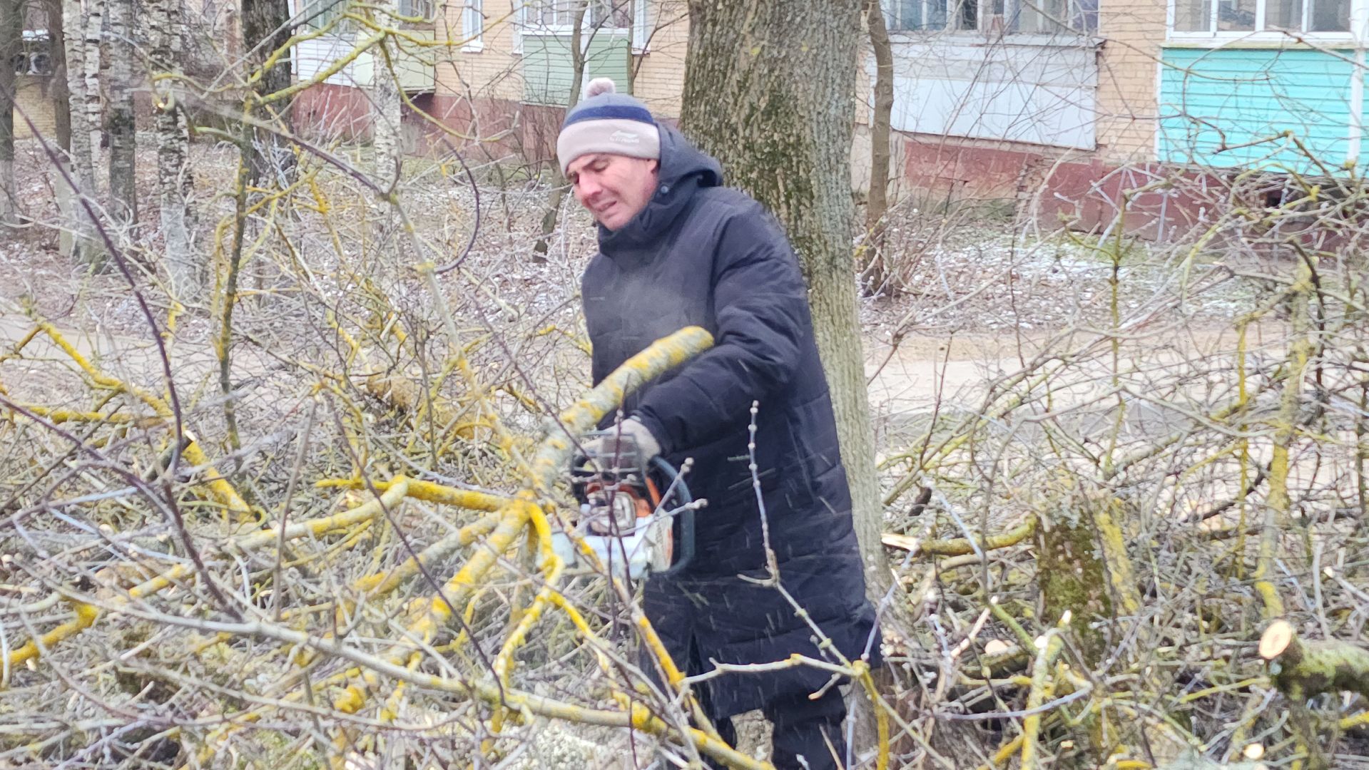 волоколамск, добродел, вырубка деревьев,