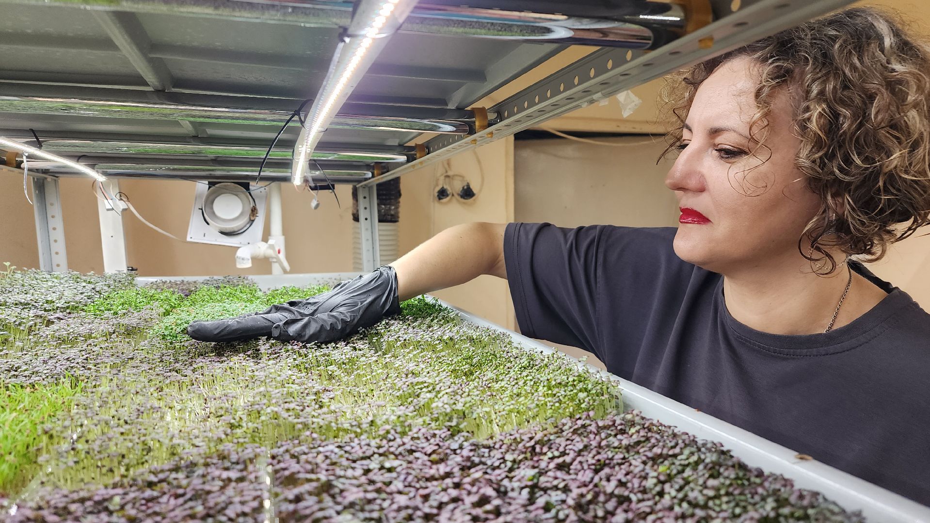 истра, фермер, экономика, поддержка бизнеса, вертикалки,