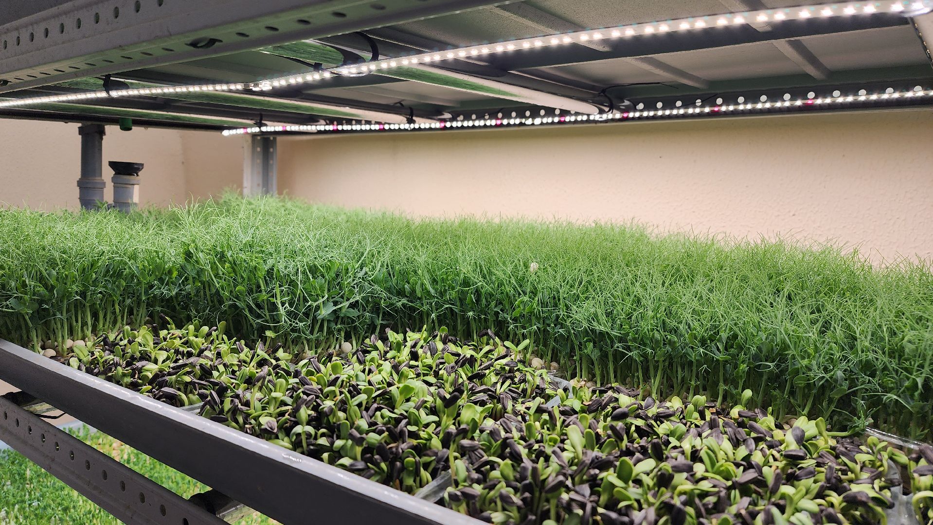 истра, фермер, экономика, поддержка бизнеса, вертикалки,