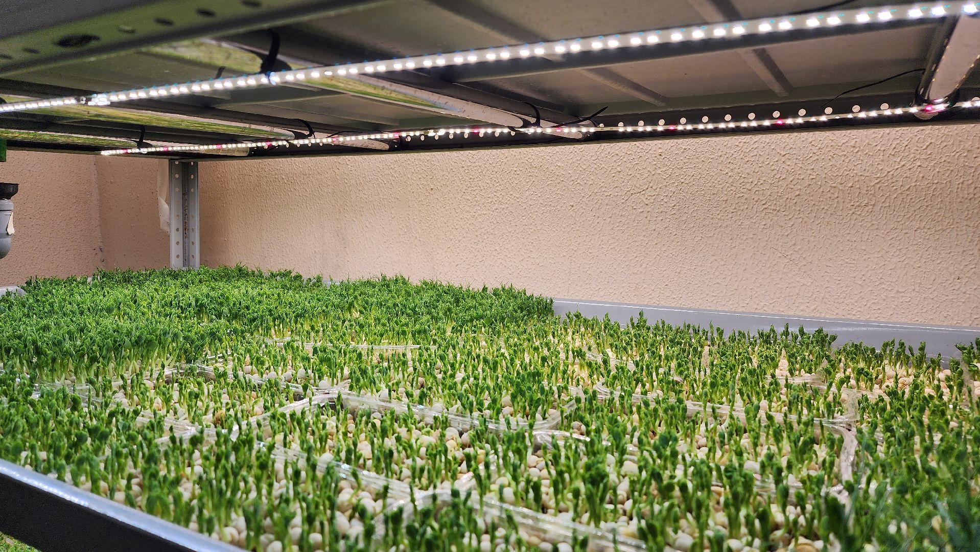 истра, фермер, экономика, поддержка бизнеса, вертикалки,