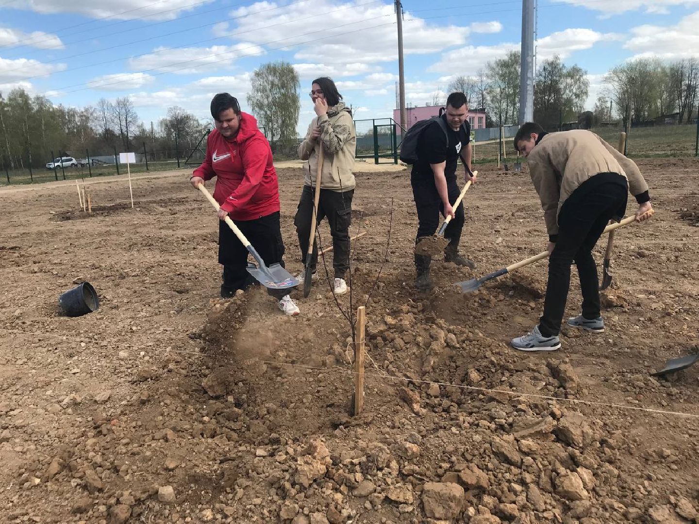 яблони, образование
