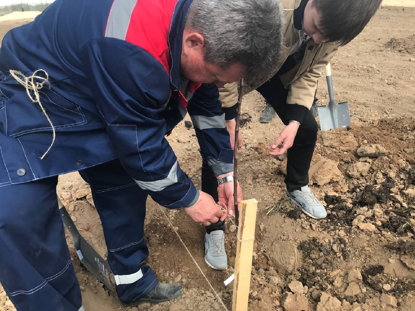 яблони, образование