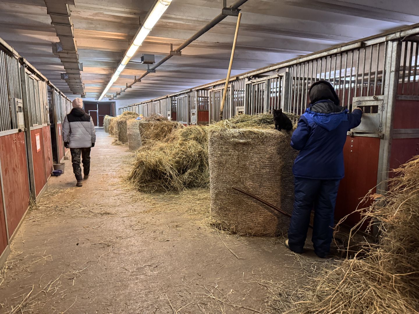 вертикалки, мкз 1, Московский конный завод 1, Одинцовский округ, Первые в стране,