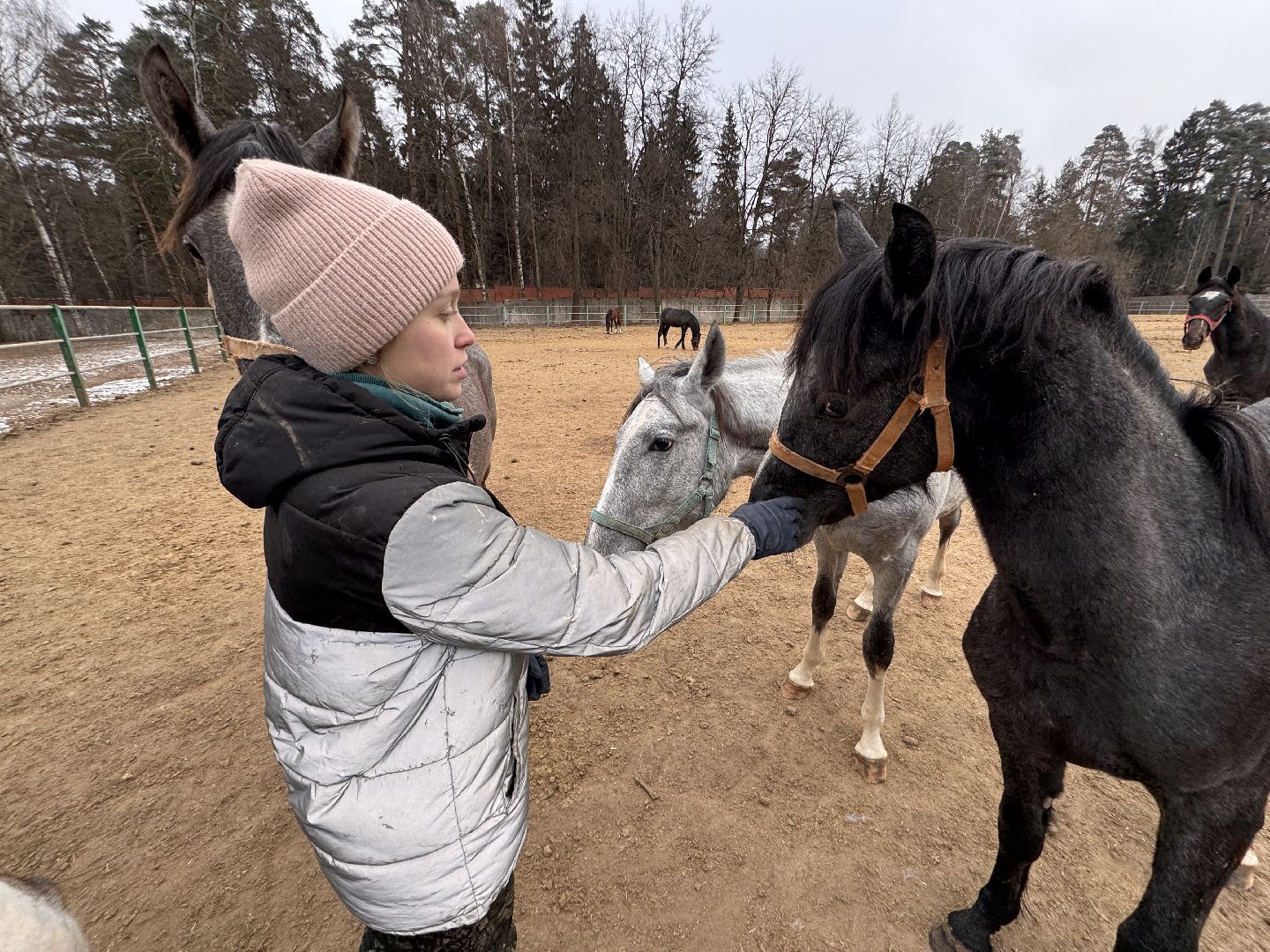 вертикалки, мкз 1, Московский конный завод 1, Одинцовский округ, Первые в стране,