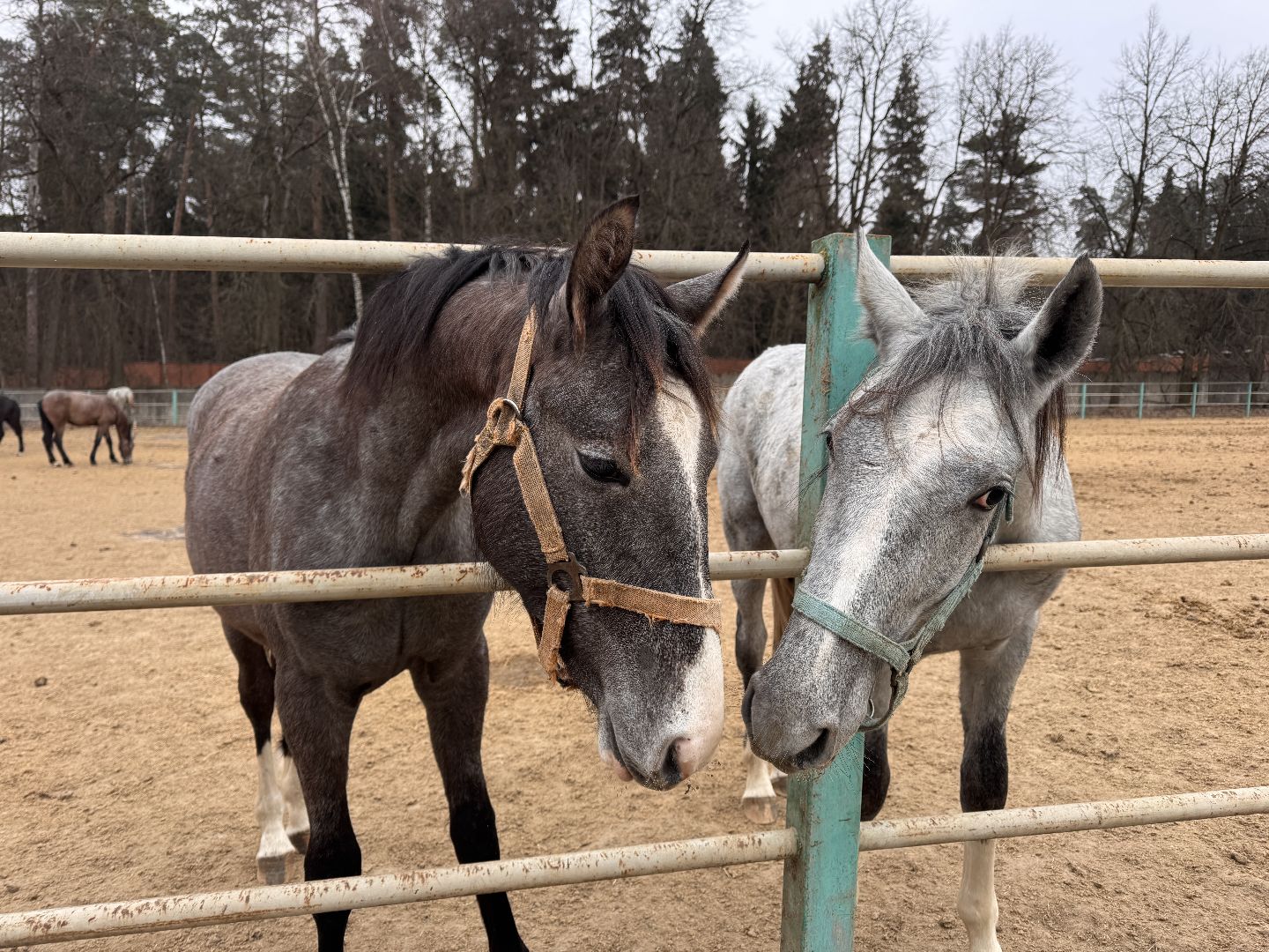 вертикалки, мкз 1, Московский конный завод 1, Одинцовский округ, Первые в стране,