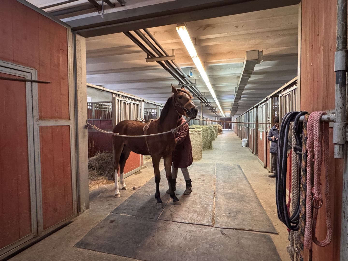 вертикалки, мкз 1, Московский конный завод 1, Одинцовский округ, Первые в стране,