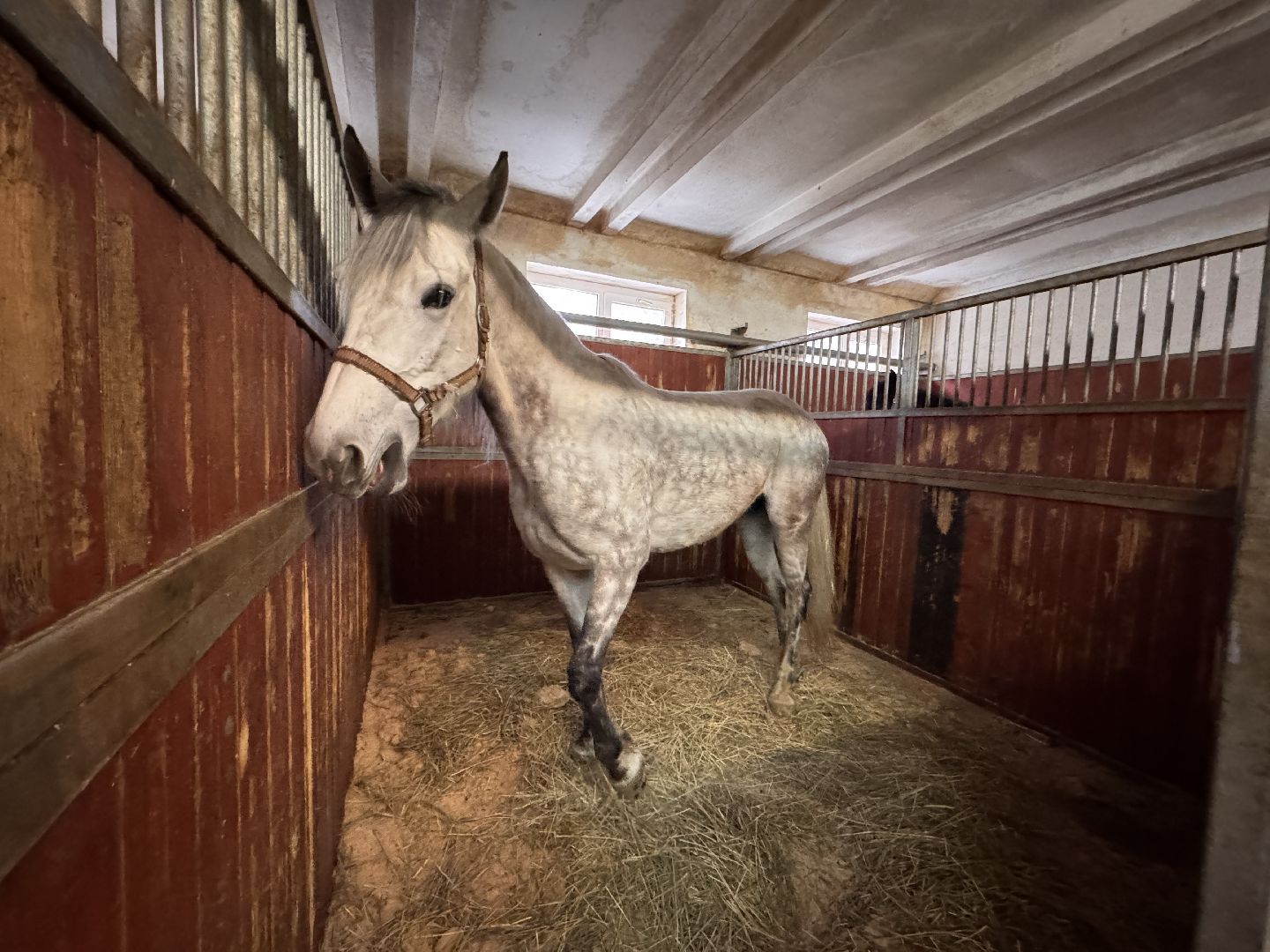 вертикалки, мкз 1, Московский конный завод 1, Одинцовский округ, Первые в стране,