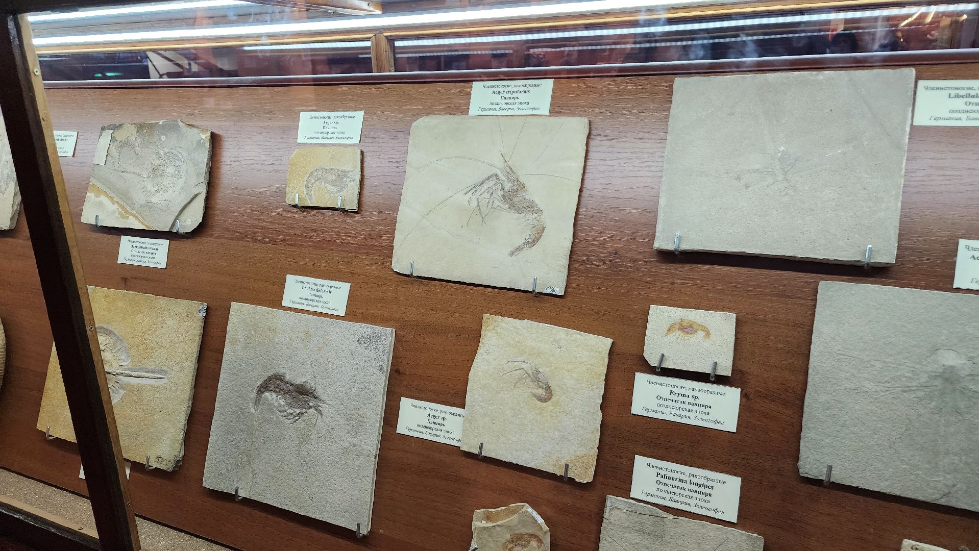 ступино, образование, культура,