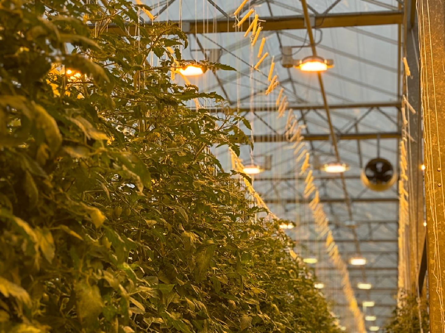 воскресенск, экономика, овощи,