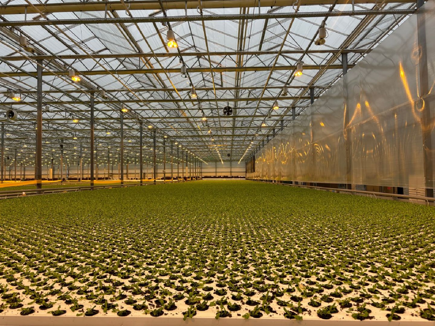 воскресенск, экономика, овощи,