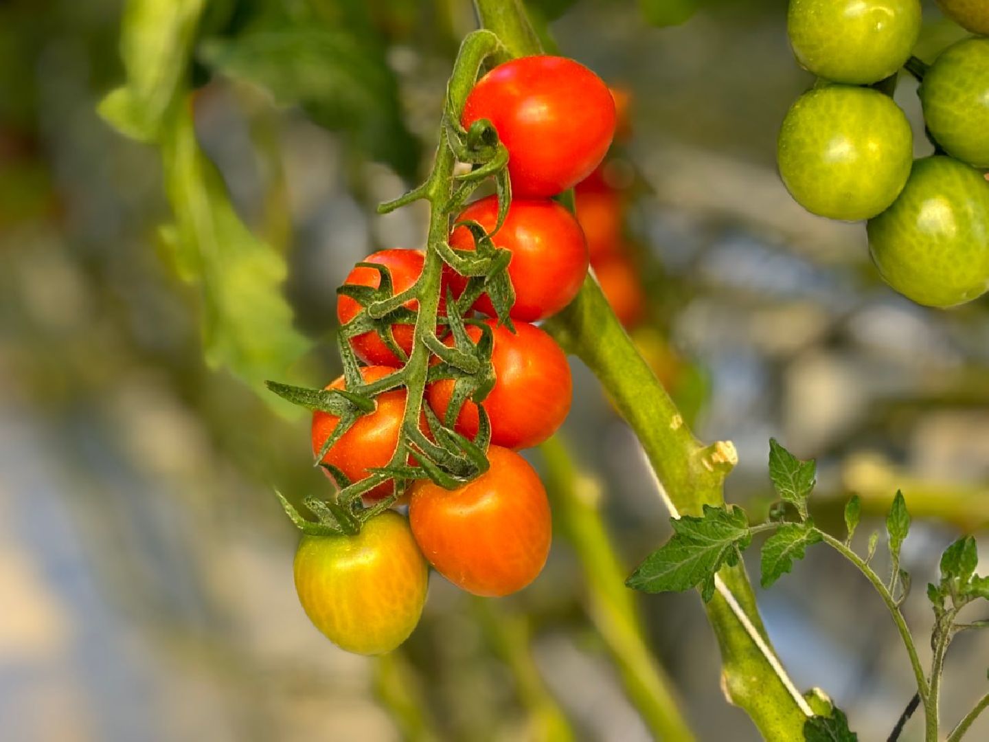воскресенск, экономика, овощи,