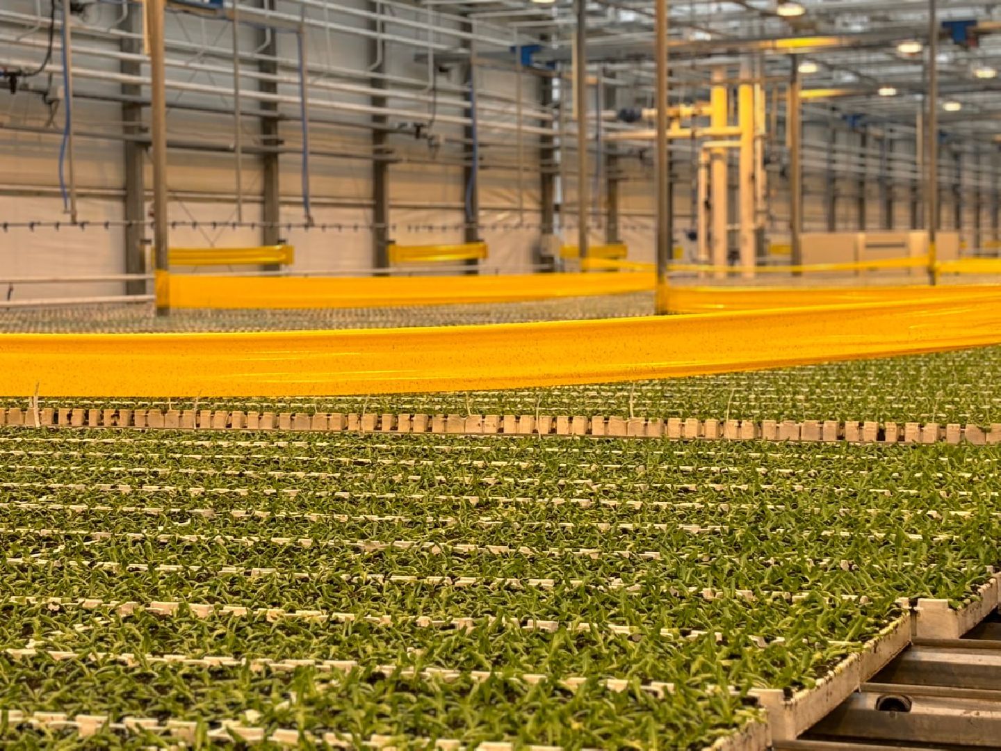 воскресенск, экономика, овощи,