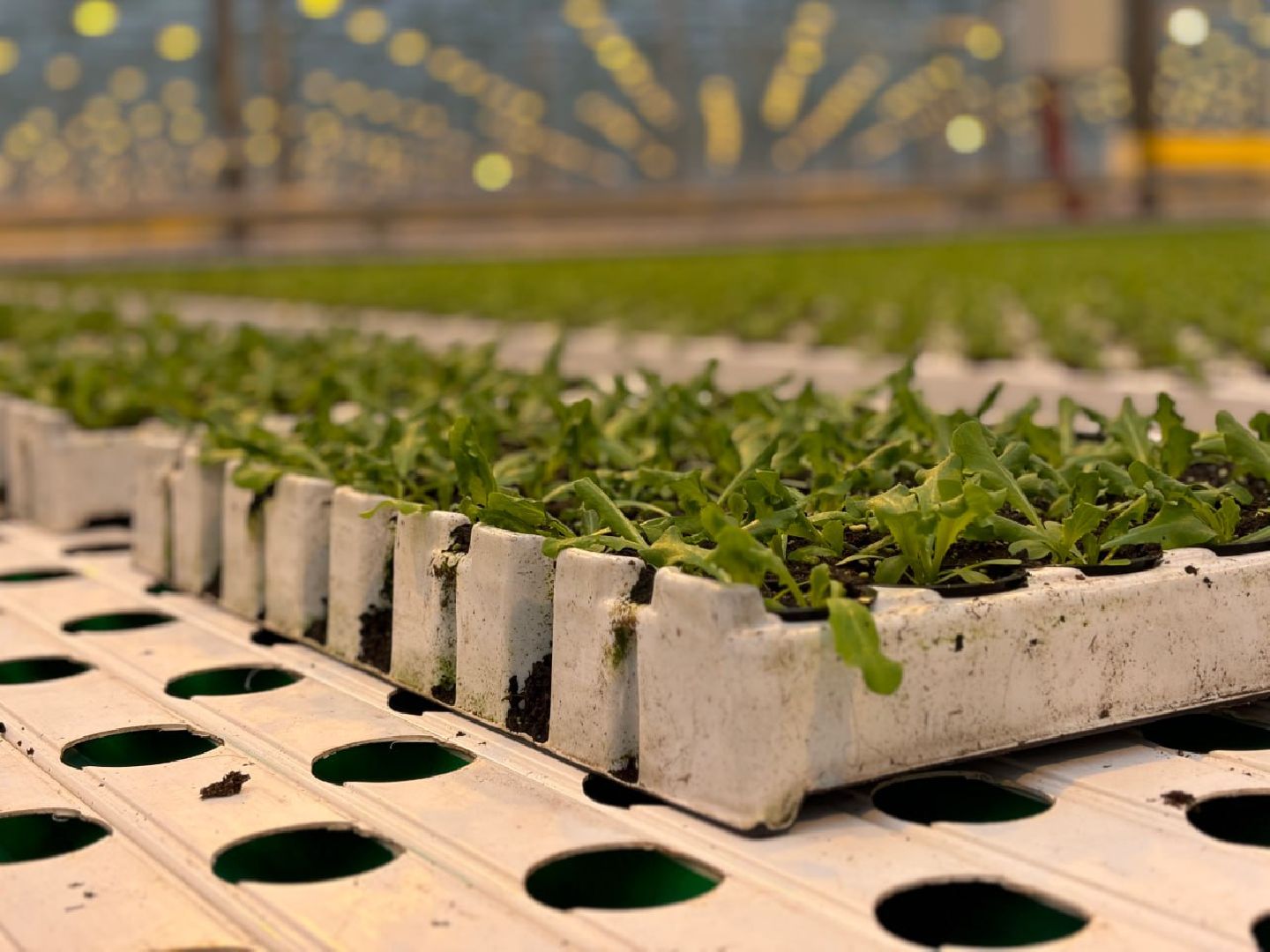 воскресенск, экономика, овощи,