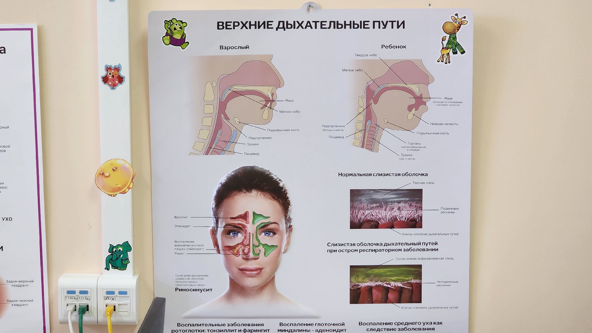 солнечногорск, медицина, оториноларинголог, новый специалист, детская поликлиника,