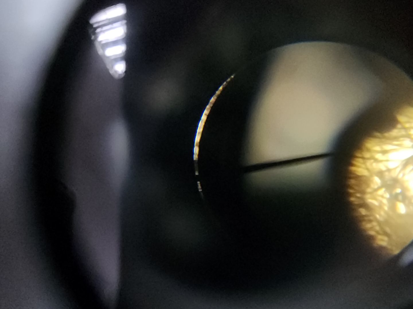 дети, 80-летие победы, созвездие, шатура, мастер-класс, ученые, биология,