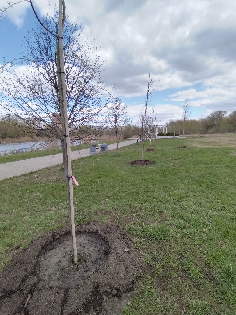 субботник, Мытищи, общественная палата