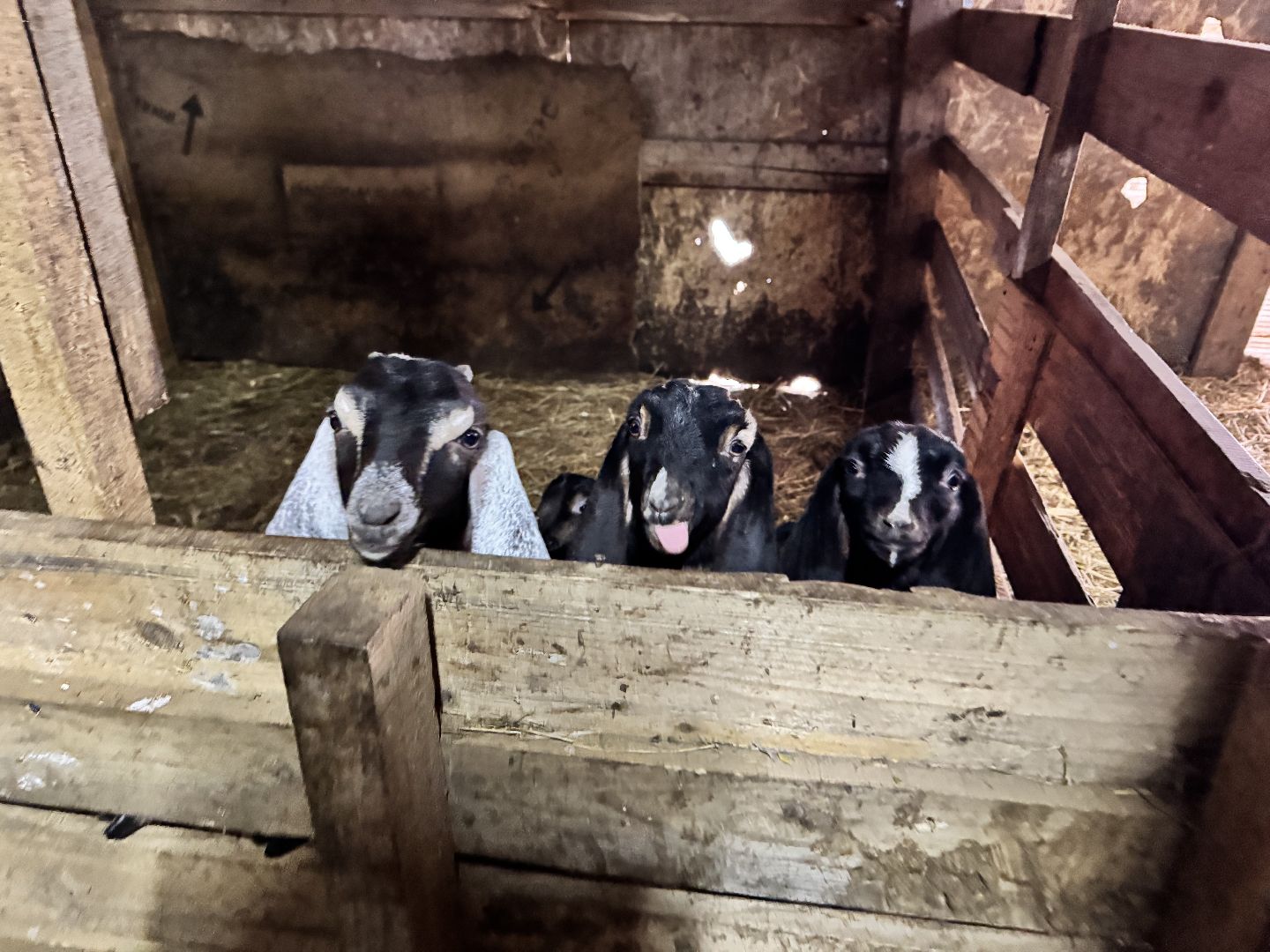 шаховская, фермеры, сельское хозяйство, грант, агростартап, вертикалки,