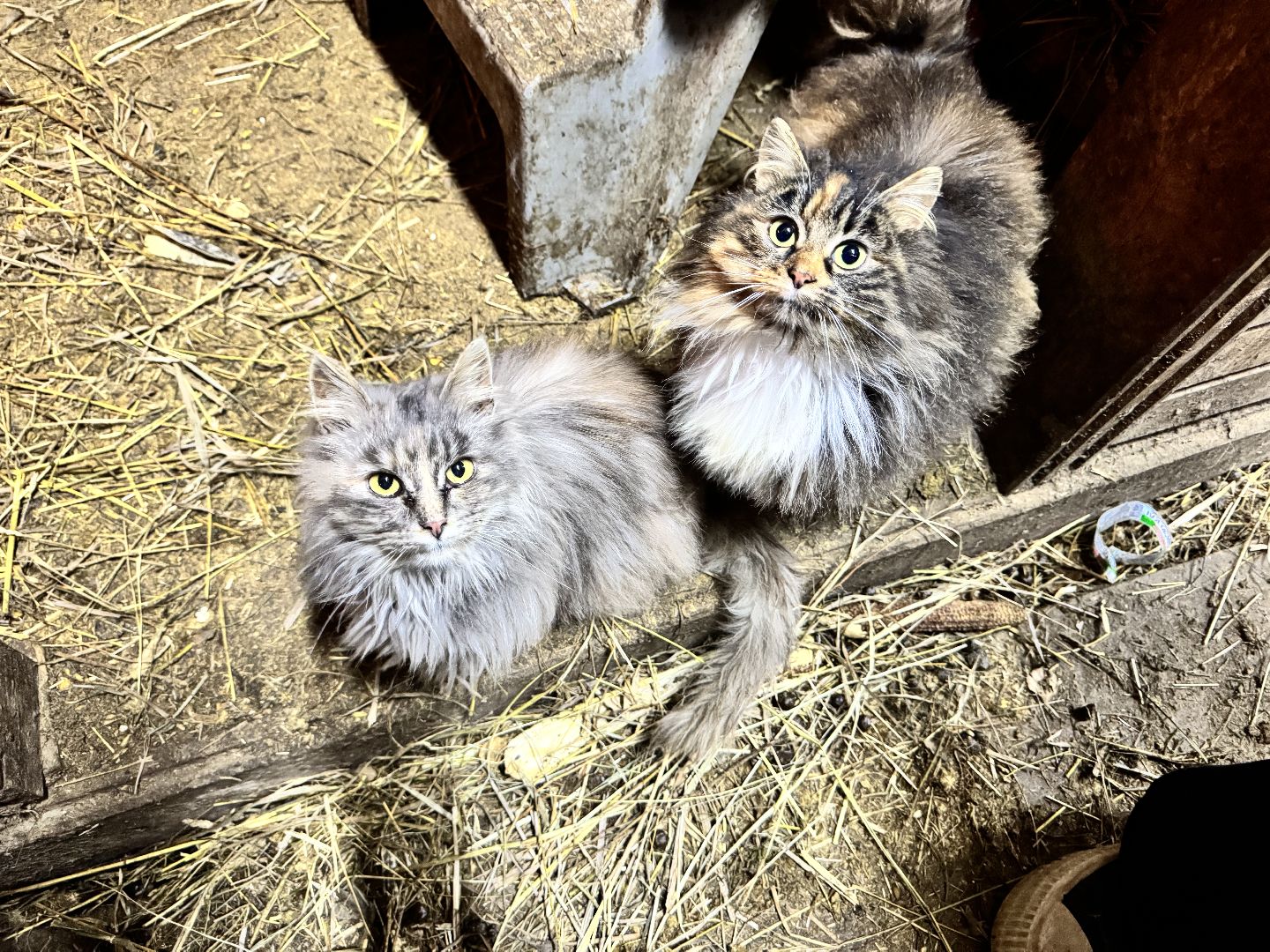 шаховская, фермеры, сельское хозяйство, грант, агростартап, вертикалки,