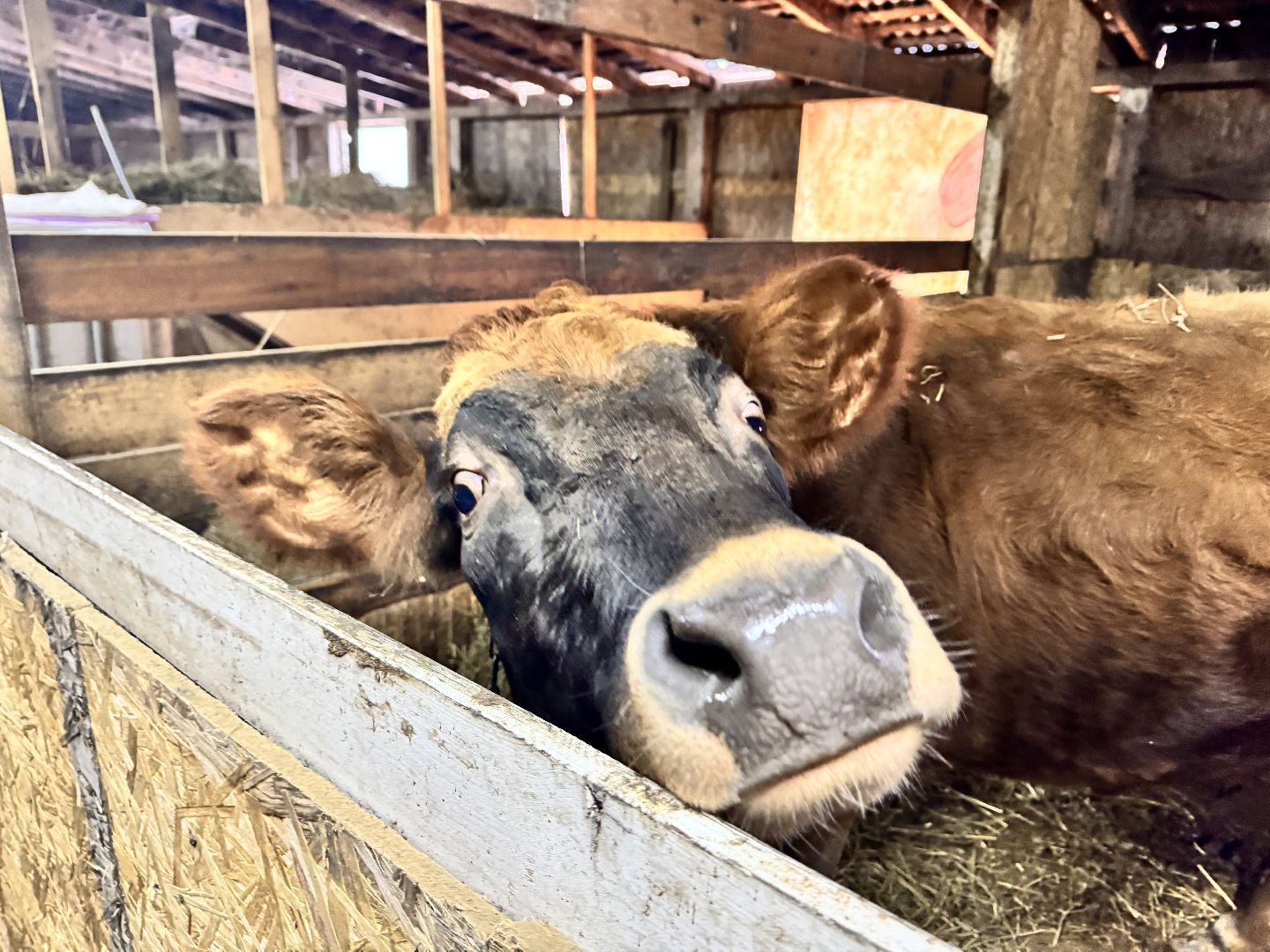 шаховская, фермеры, сельское хозяйство, грант, агростартап, вертикалки,