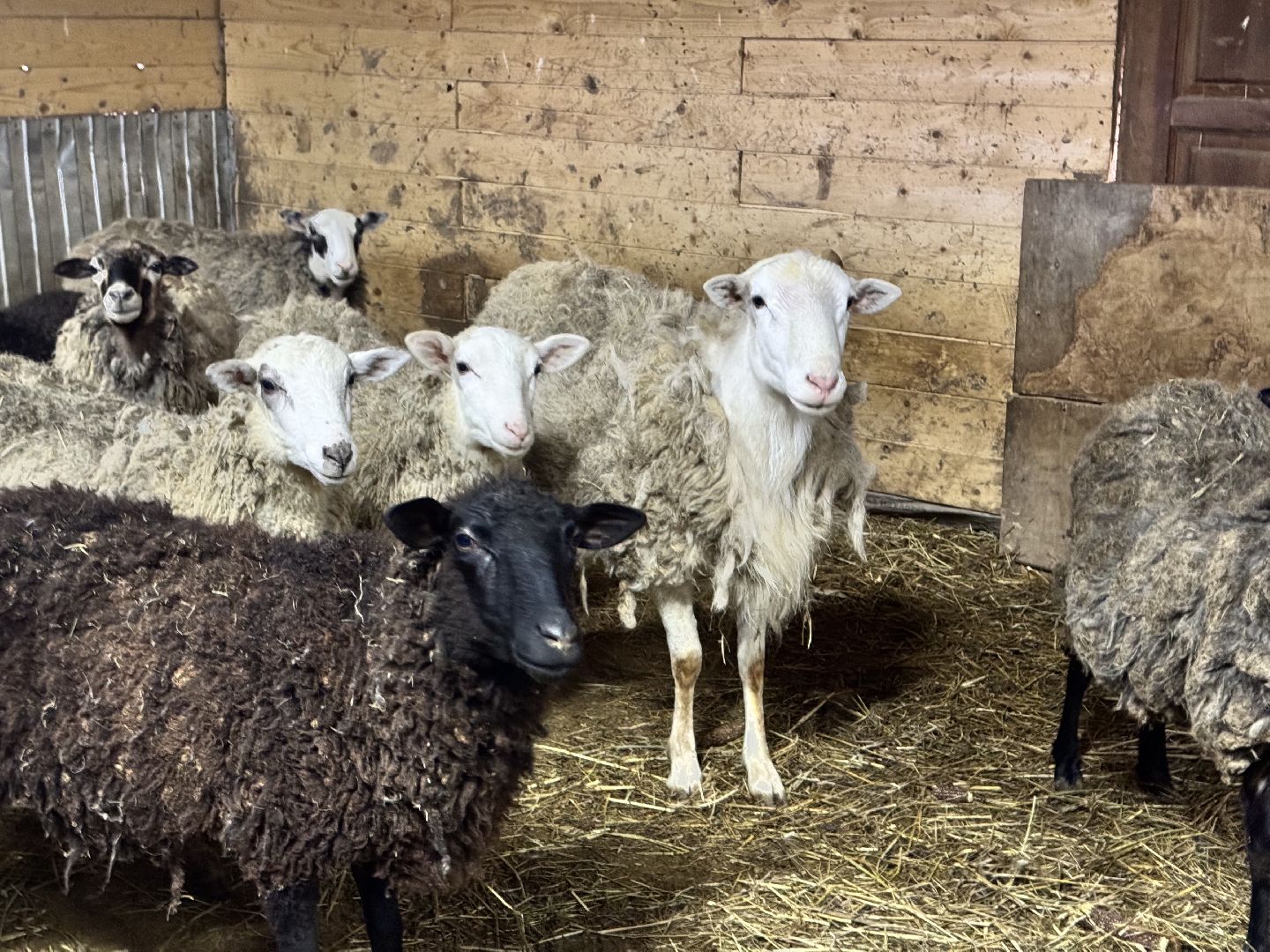 шаховская, фермеры, сельское хозяйство, грант, агростартап, вертикалки,