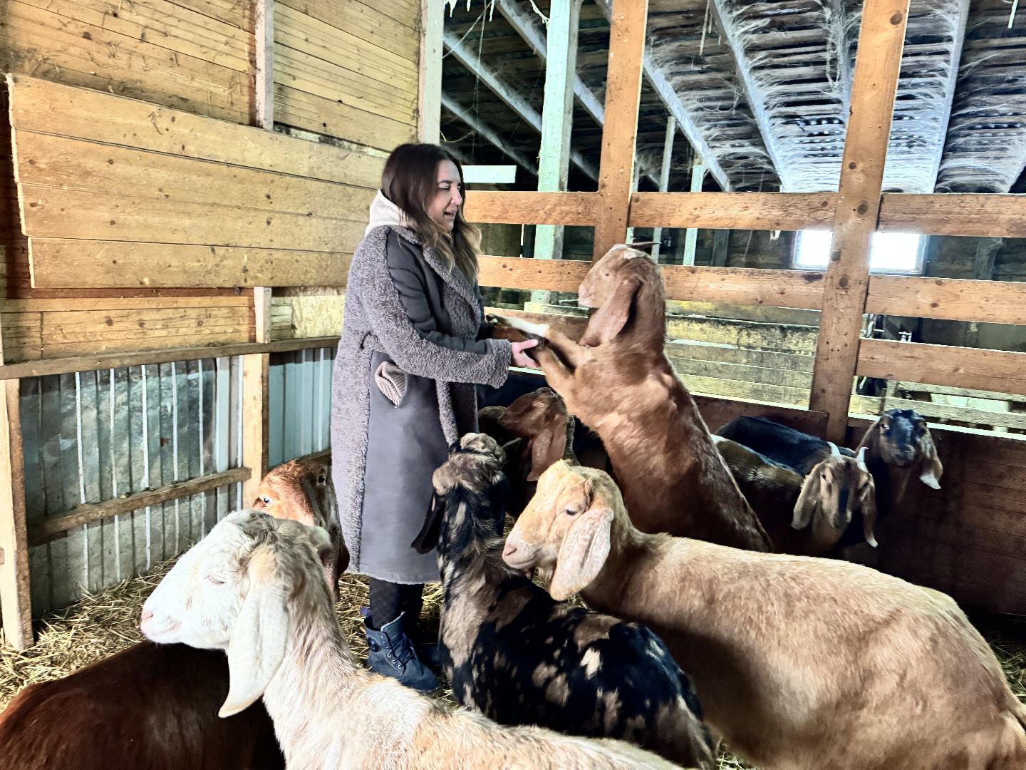 шаховская, фермеры, сельское хозяйство, грант, агростартап, вертикалки,