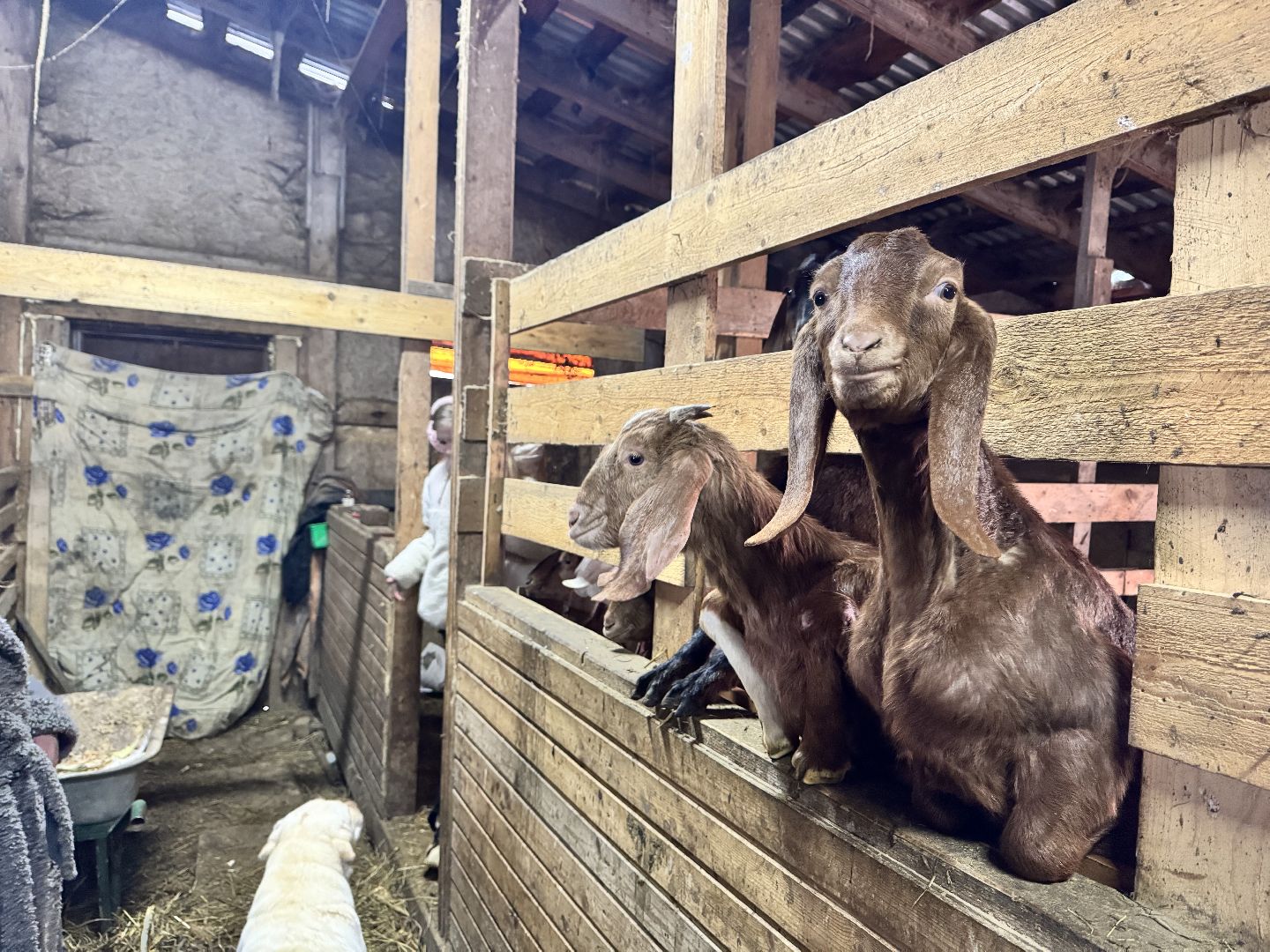 шаховская, фермеры, сельское хозяйство, грант, агростартап, вертикалки,