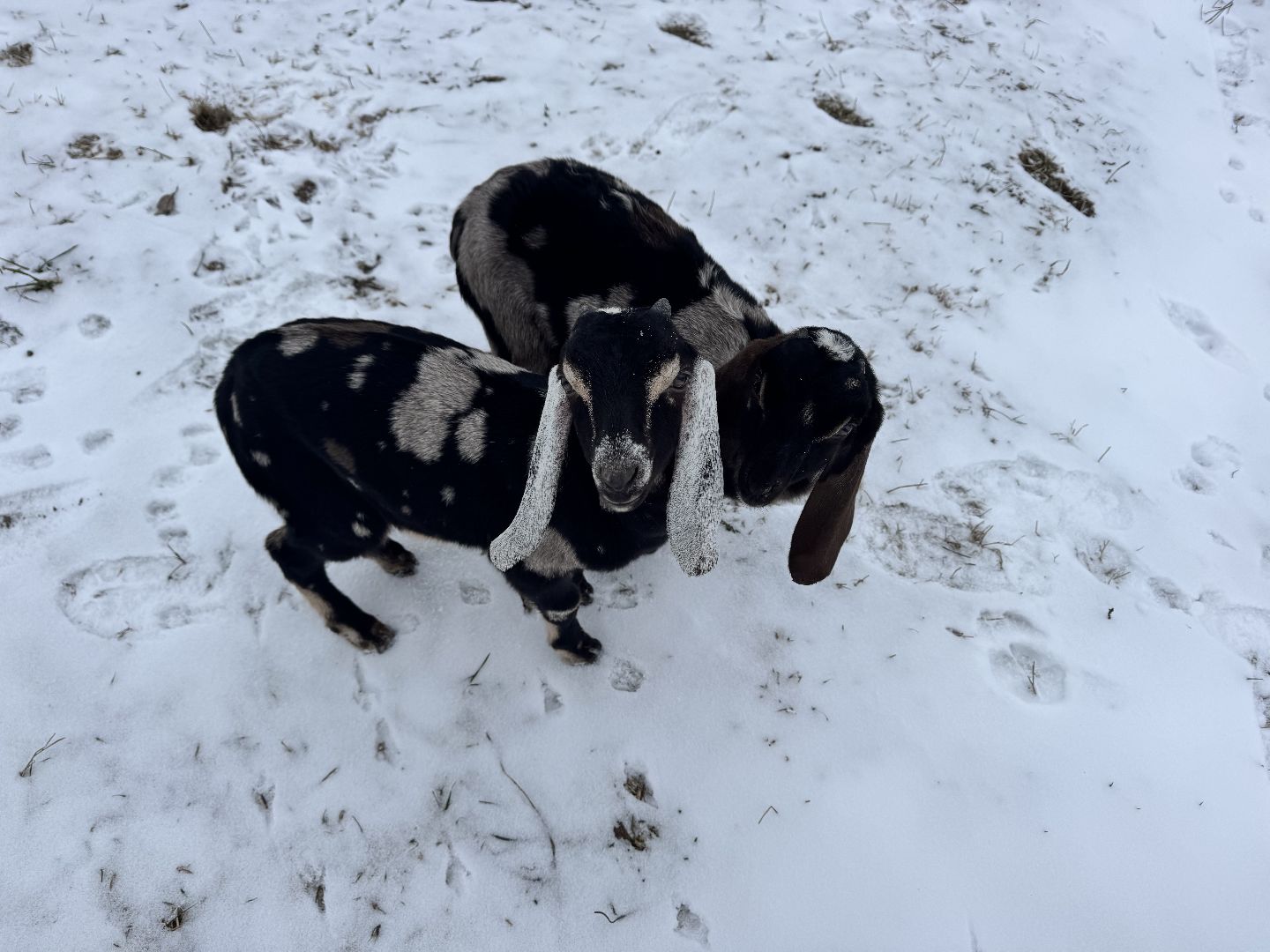 шаховская, фермеры, сельское хозяйство, грант, агростартап, вертикалки,