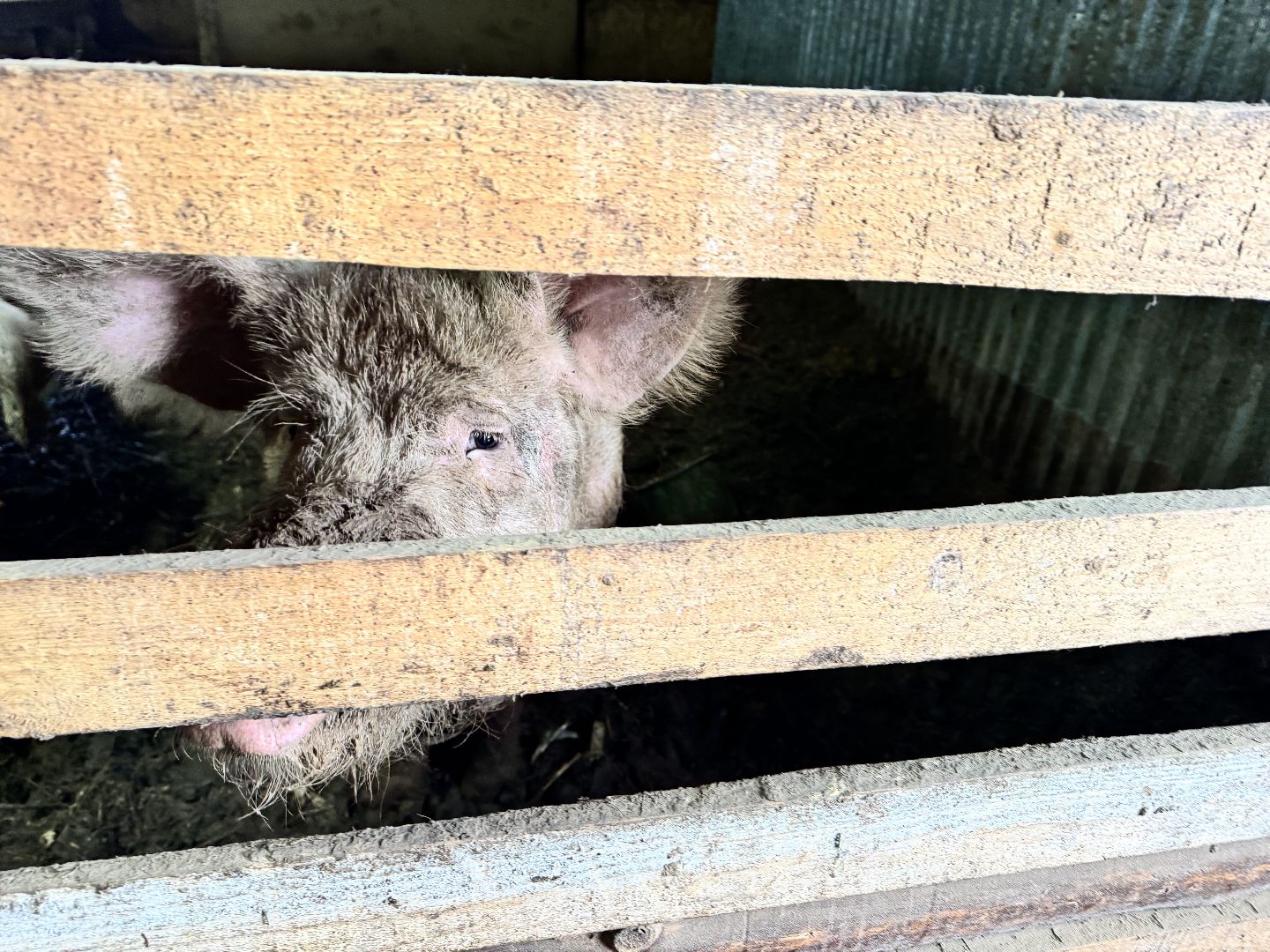 шаховская, фермеры, сельское хозяйство, грант, агростартап, вертикалки,