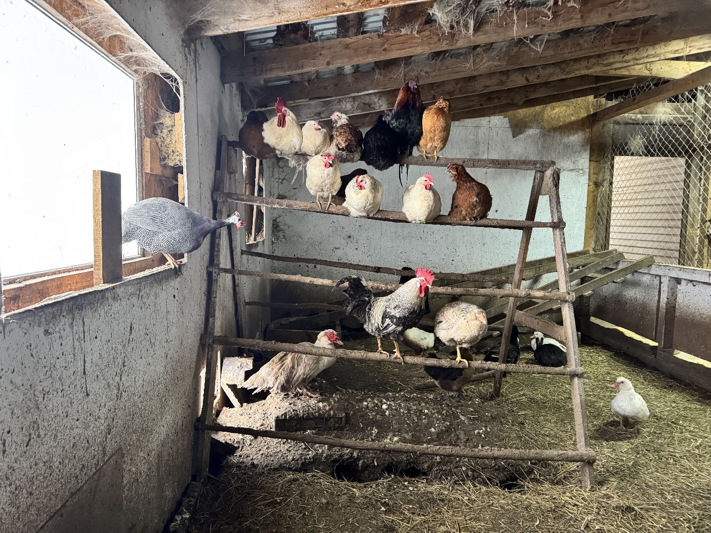 шаховская, фермеры, сельское хозяйство, грант, агростартап, вертикалки,