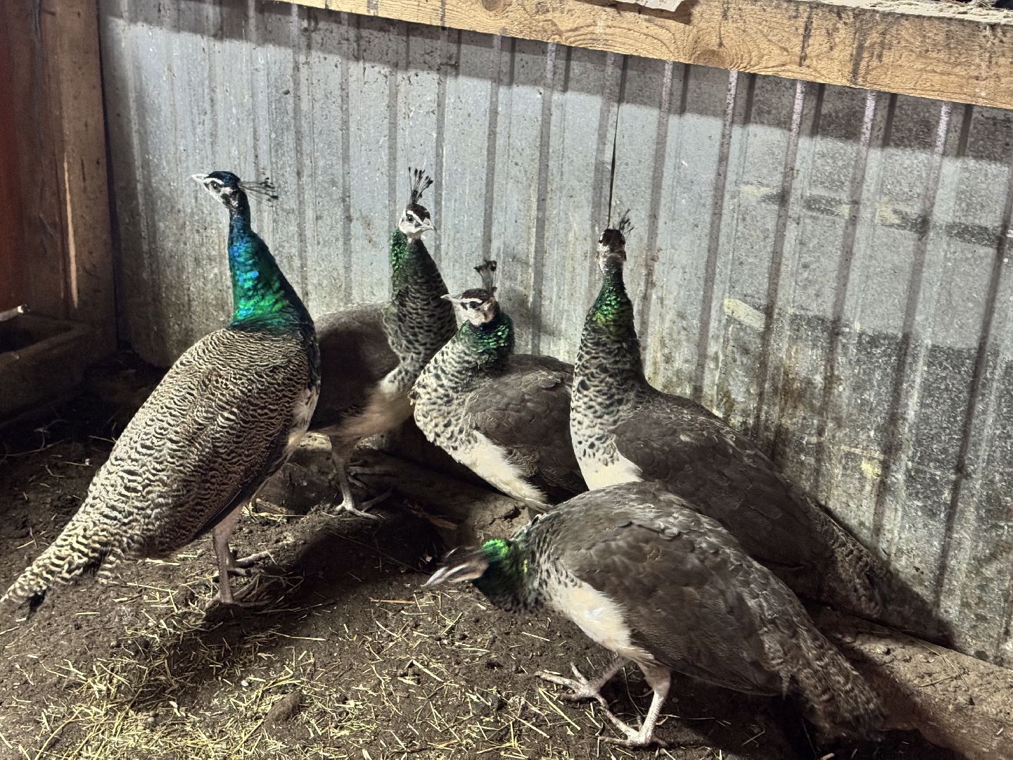 шаховская, фермеры, сельское хозяйство, грант, агростартап, вертикалки,