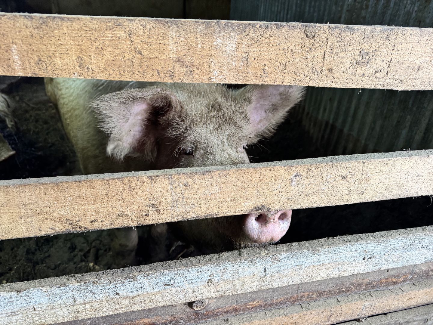 шаховская, фермеры, сельское хозяйство, грант, агростартап, вертикалки,