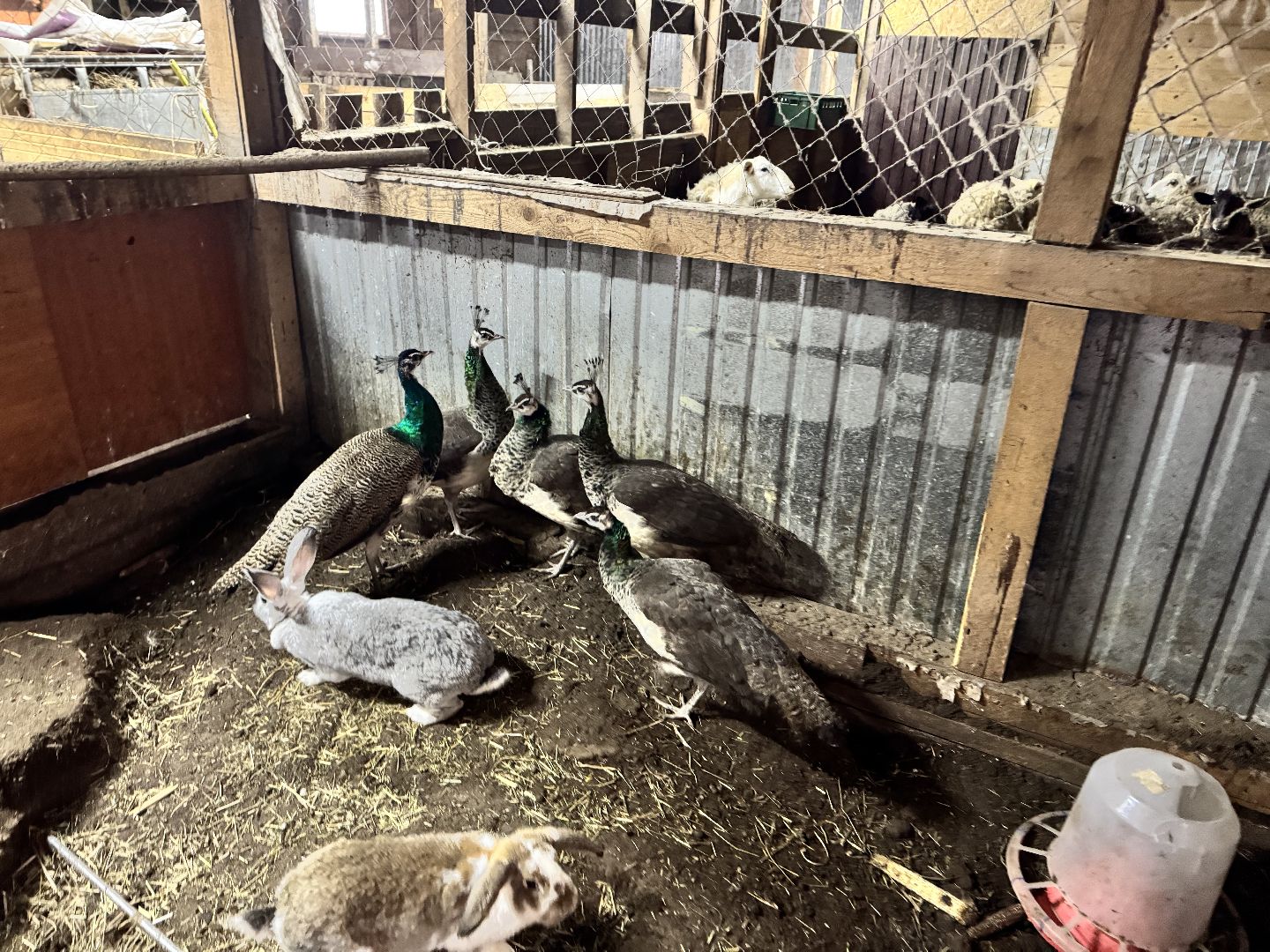 шаховская, фермеры, сельское хозяйство, грант, агростартап, вертикалки,