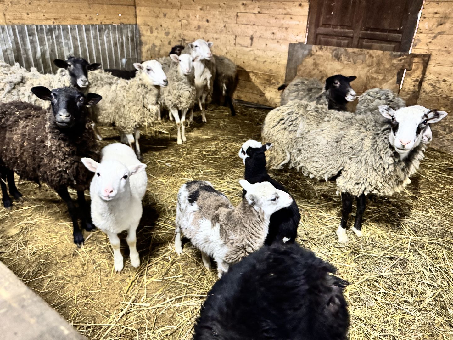 шаховская, фермеры, сельское хозяйство, грант, агростартап, вертикалки,