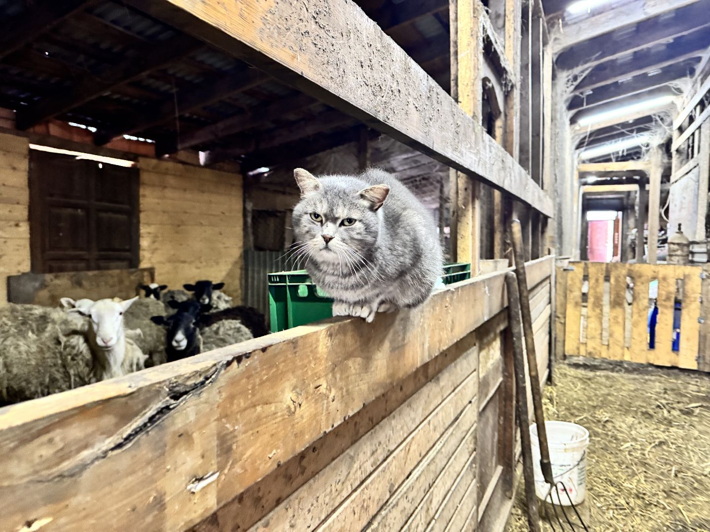 шаховская, фермеры, сельское хозяйство, грант, агростартап, вертикалки,