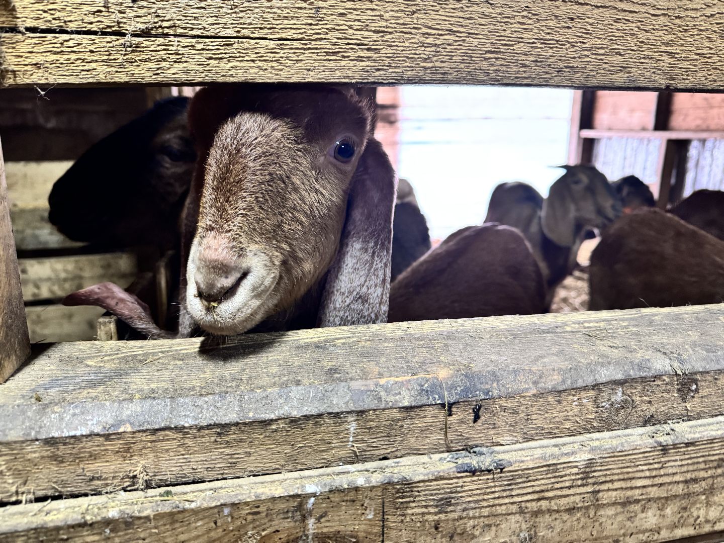 шаховская, фермеры, сельское хозяйство, грант, агростартап, вертикалки,