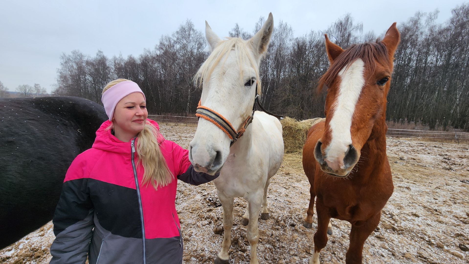 спорт, конный спорт, общество, лошади, конный клуб, домодедово, соревнования, подмосковье,