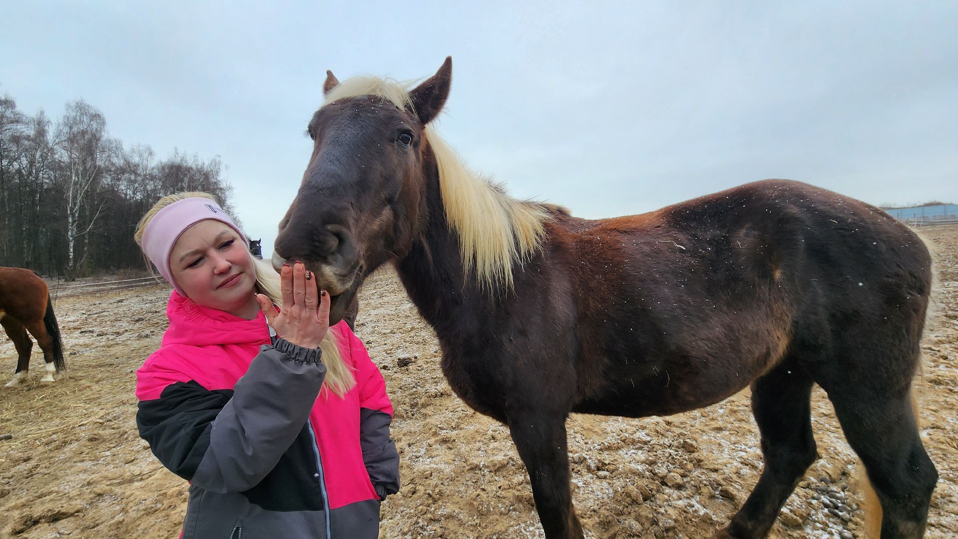 спорт, конный спорт, общество, лошади, конный клуб, домодедово, соревнования, подмосковье,