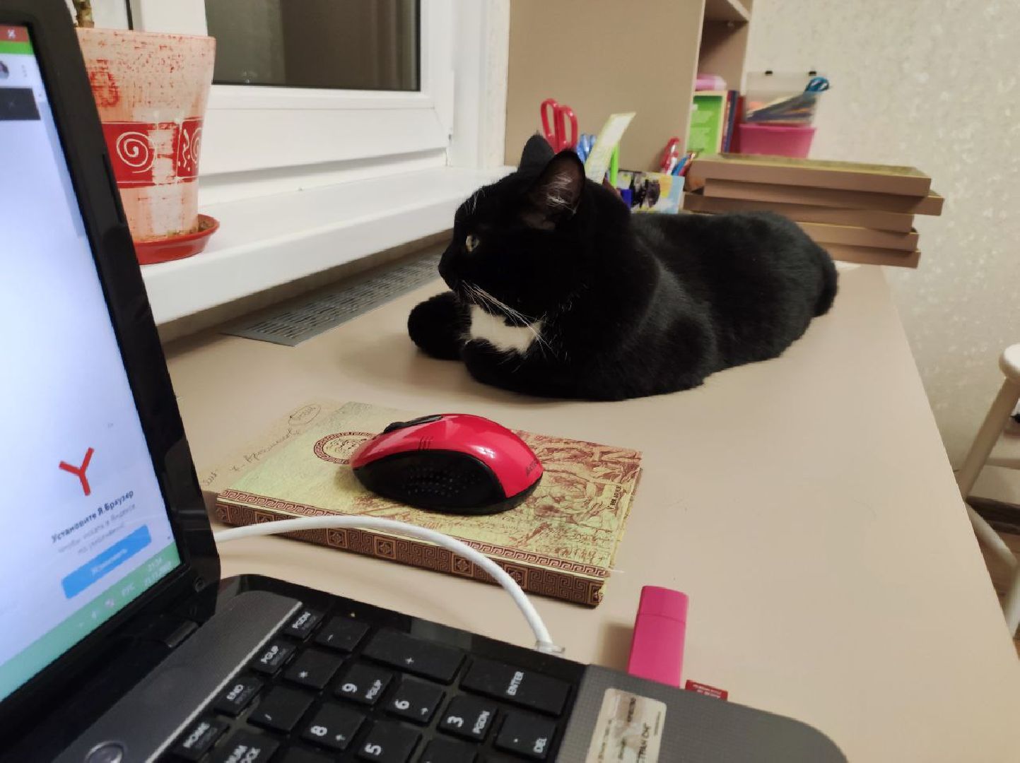 лыткарино, 7 гимназия лыткарино, ольга родина, ольга родина 7 гимназия, завуч и его кот,кот феликс,