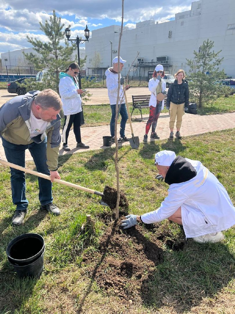 Солнечногорск, замминистра, благоустройство, деревья, субботник
