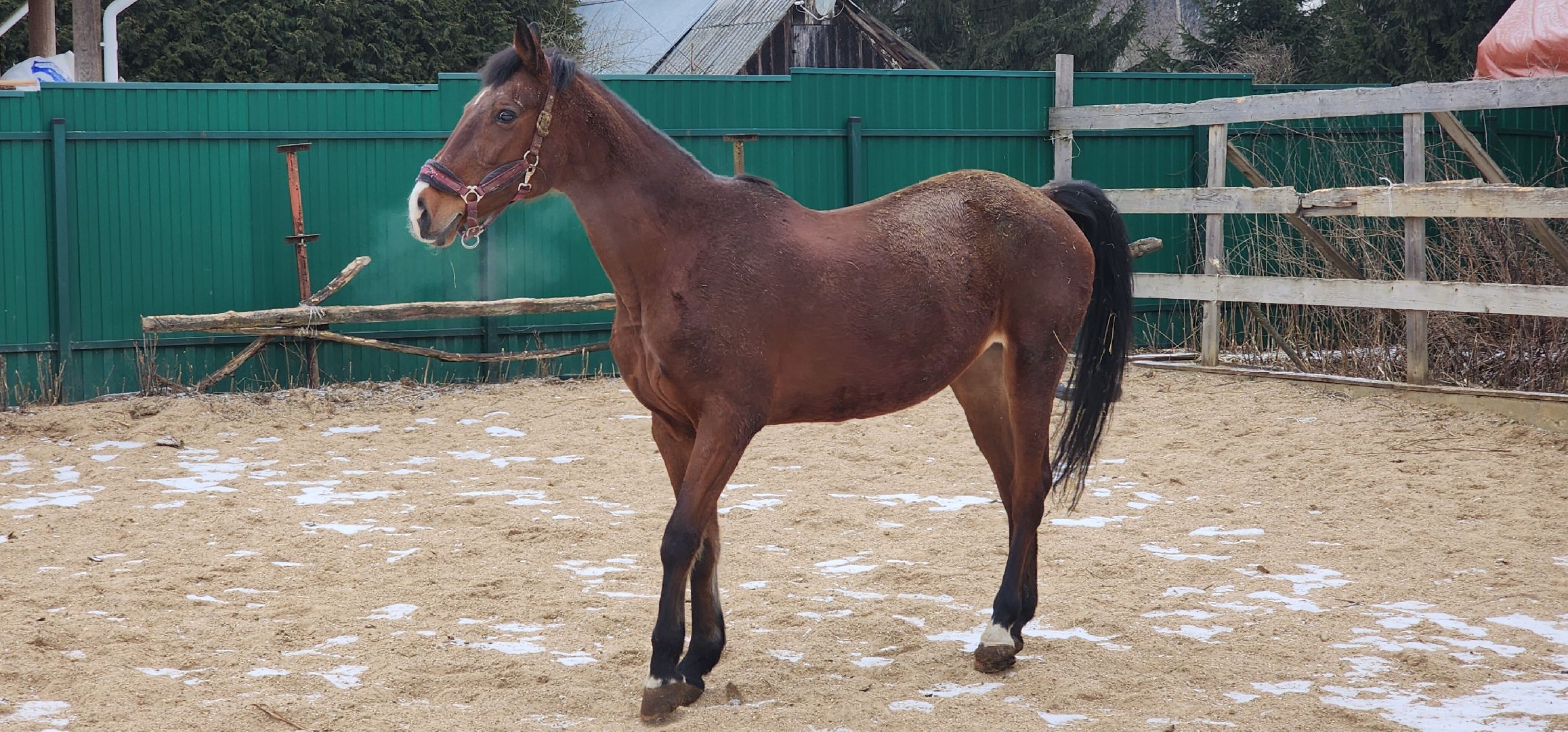 вертикалки, Туризм, конные прогулки,