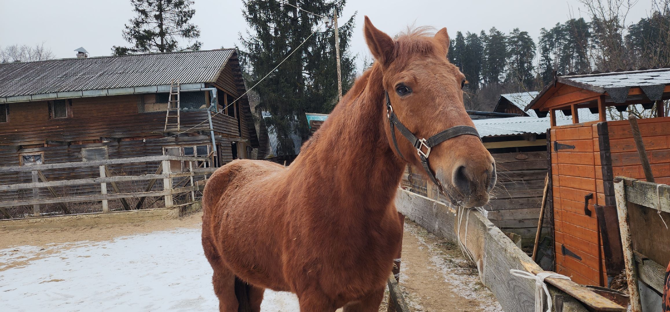 вертикалки, Туризм, конные прогулки,
