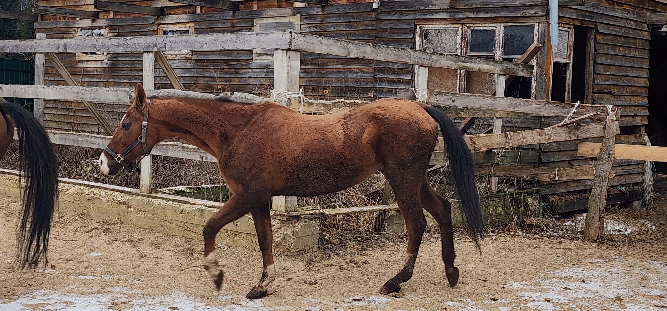 вертикалки, Туризм, конные прогулки,