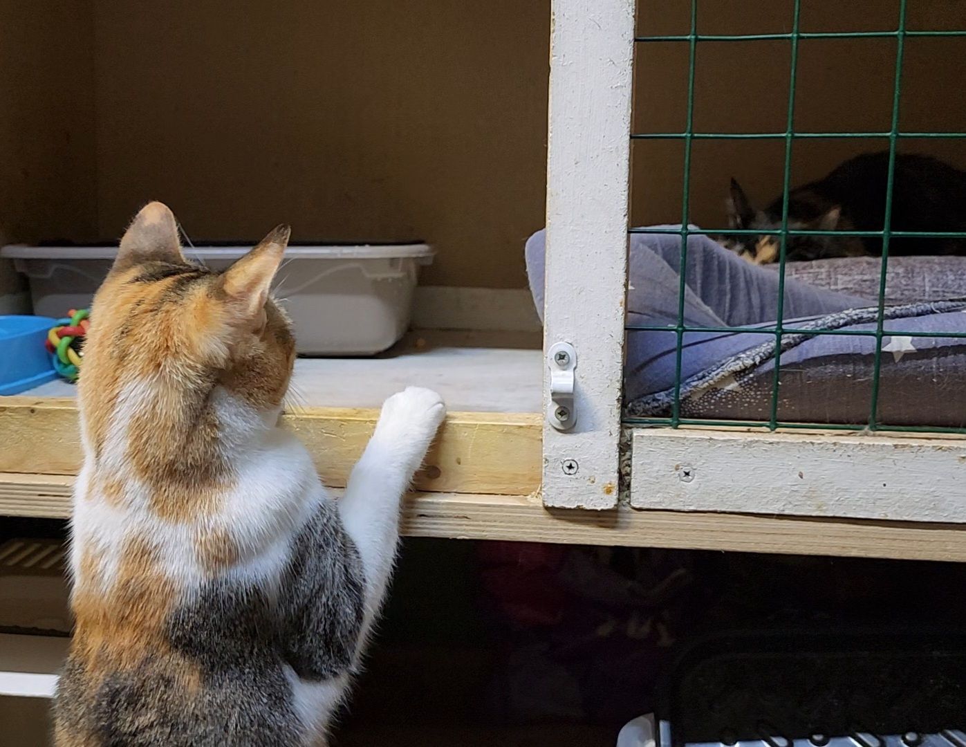 Дубна, Приют, Кошки, Волонтер, вертикалки,