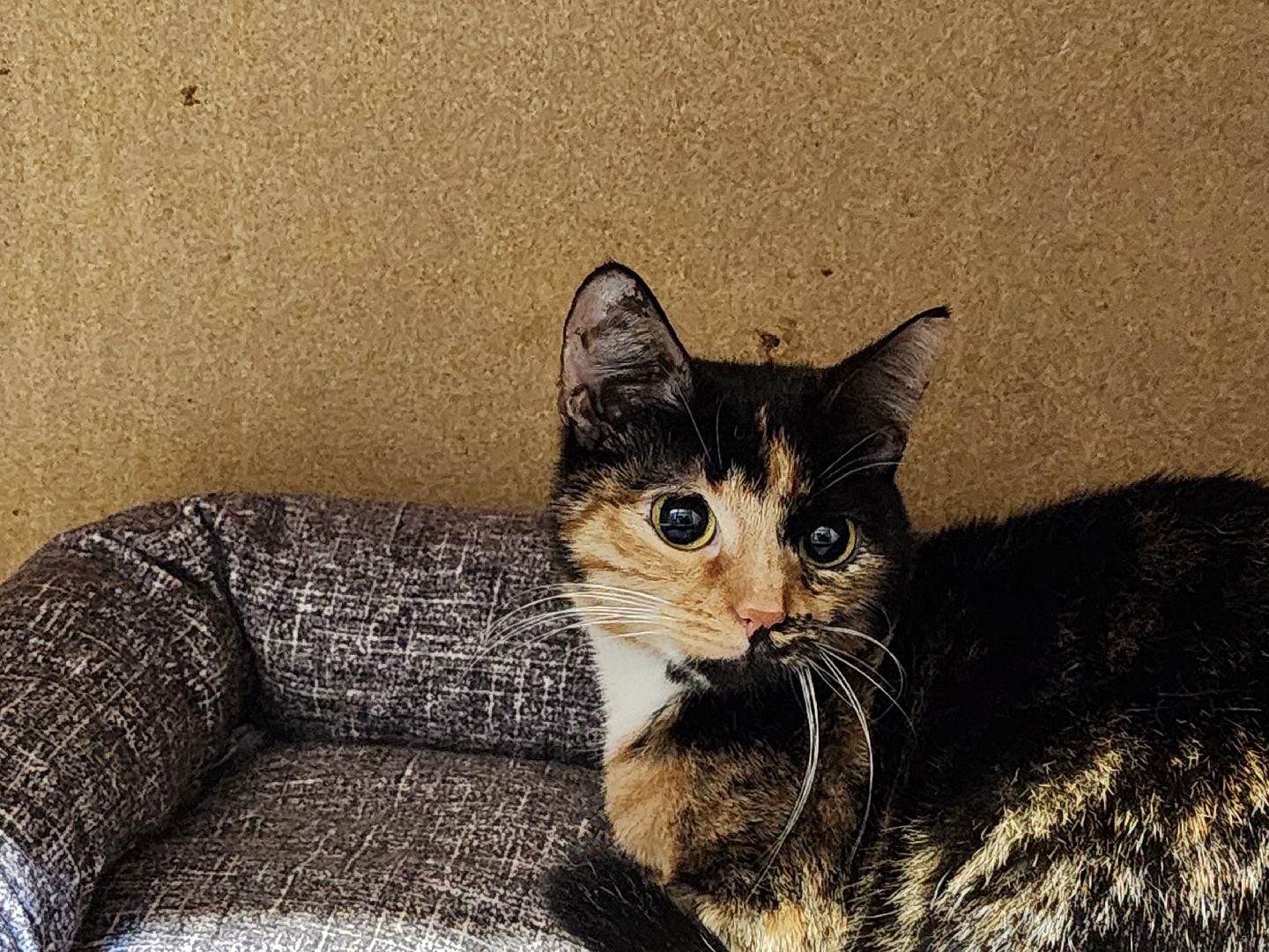 Дубна, Приют, Кошки, Волонтер, вертикалки,