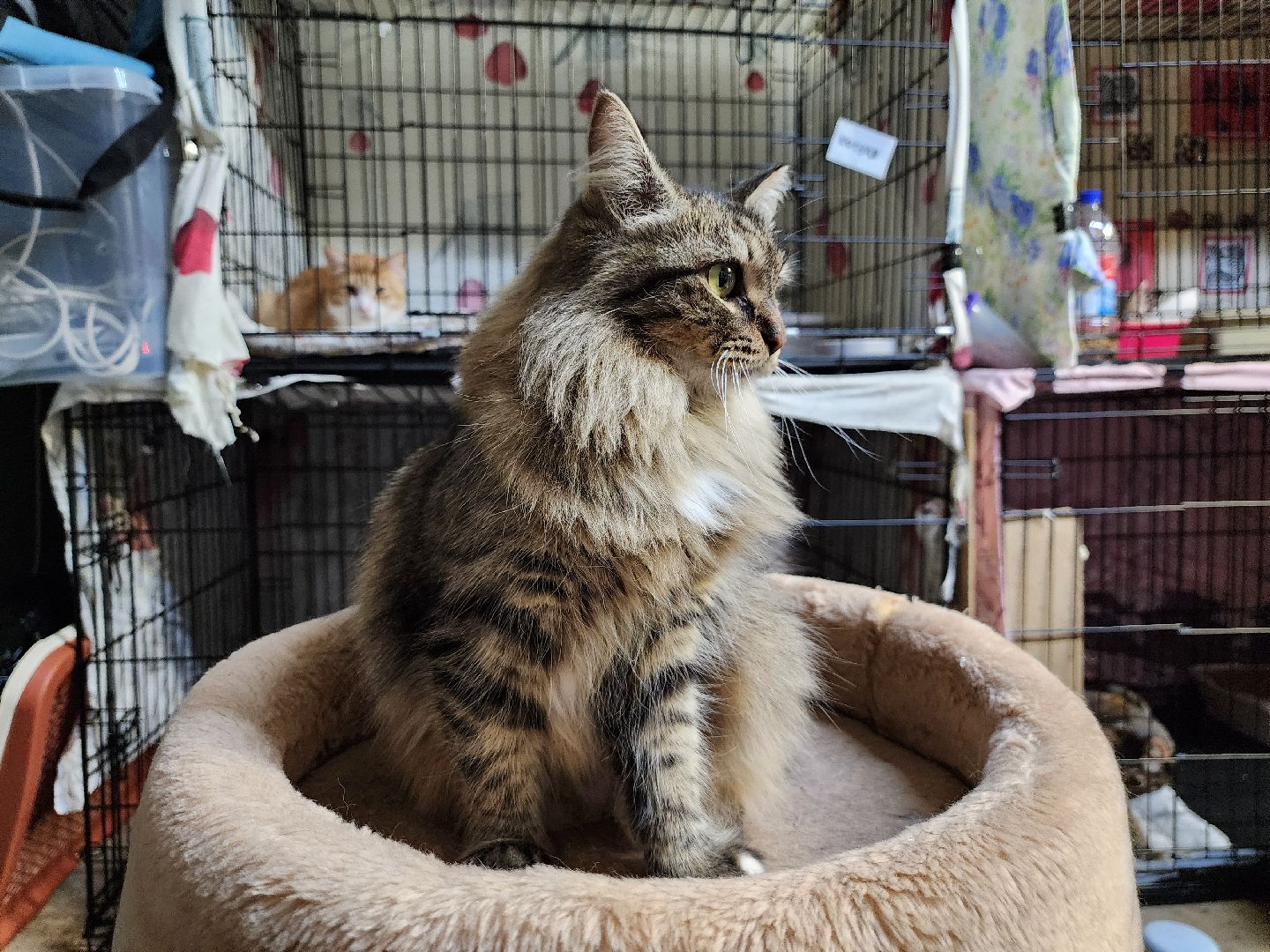 Дубна, Приют, Кошки, Волонтер, вертикалки,