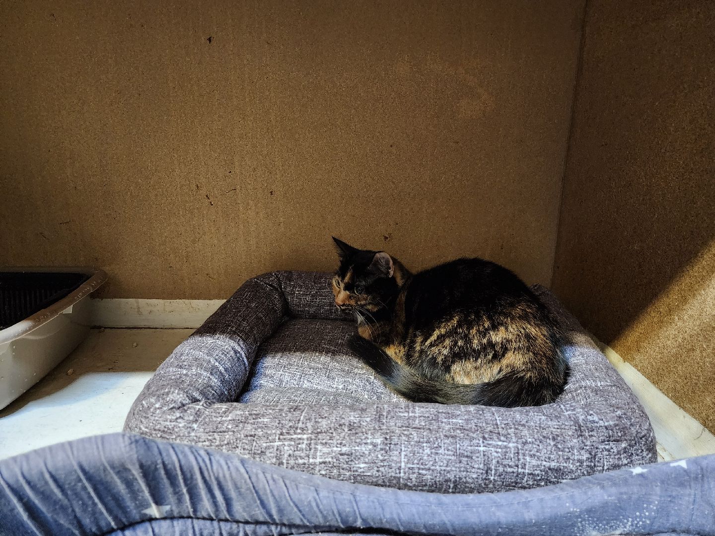 Дубна, Приют, Кошки, Волонтер, вертикалки,