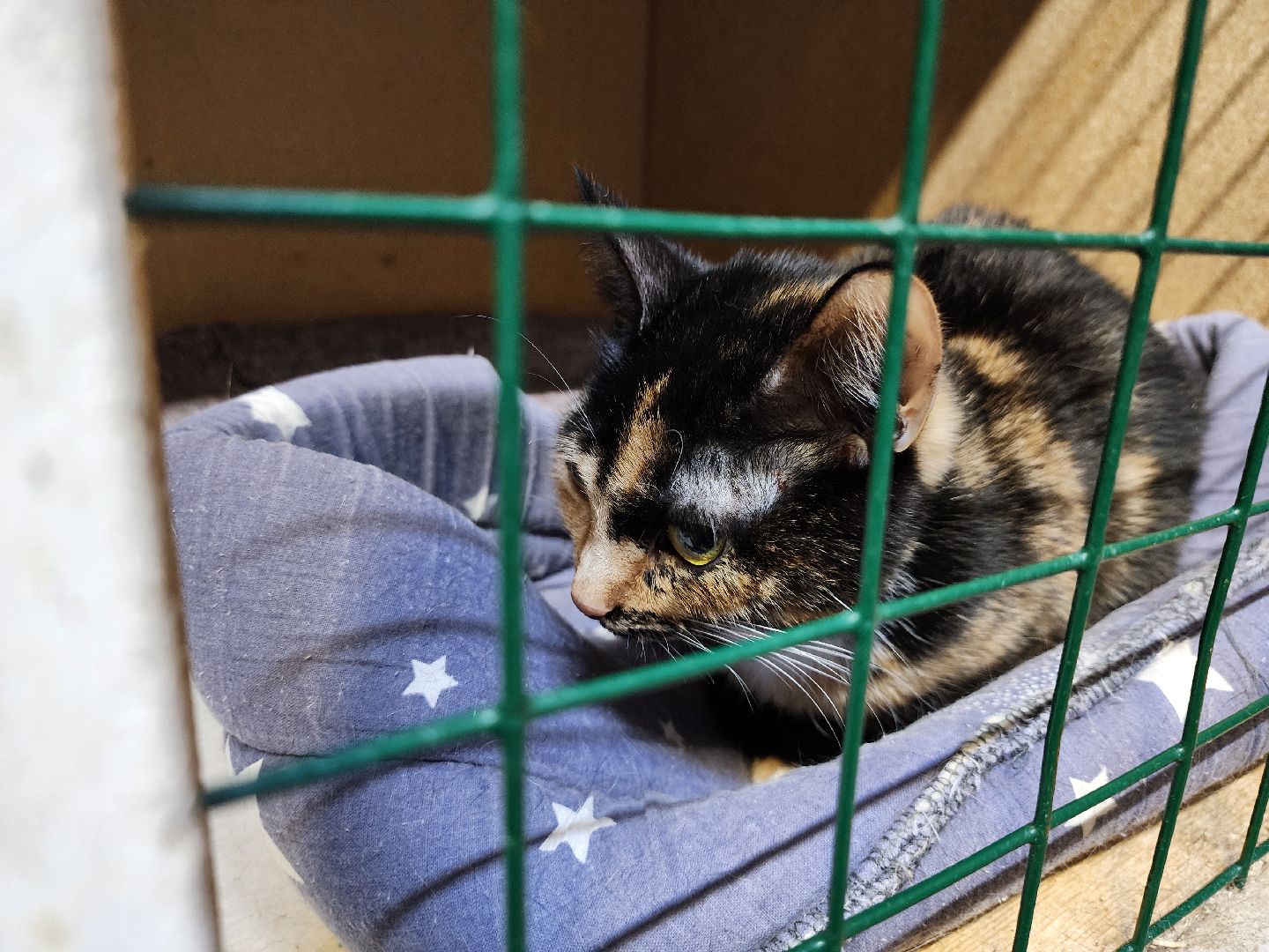 Дубна, Приют, Кошки, Волонтер, вертикалки,